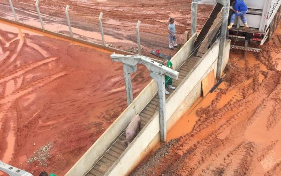 Granja em Rio Verde recebe primeiras 600 matrizes de suínos e consolida projeto