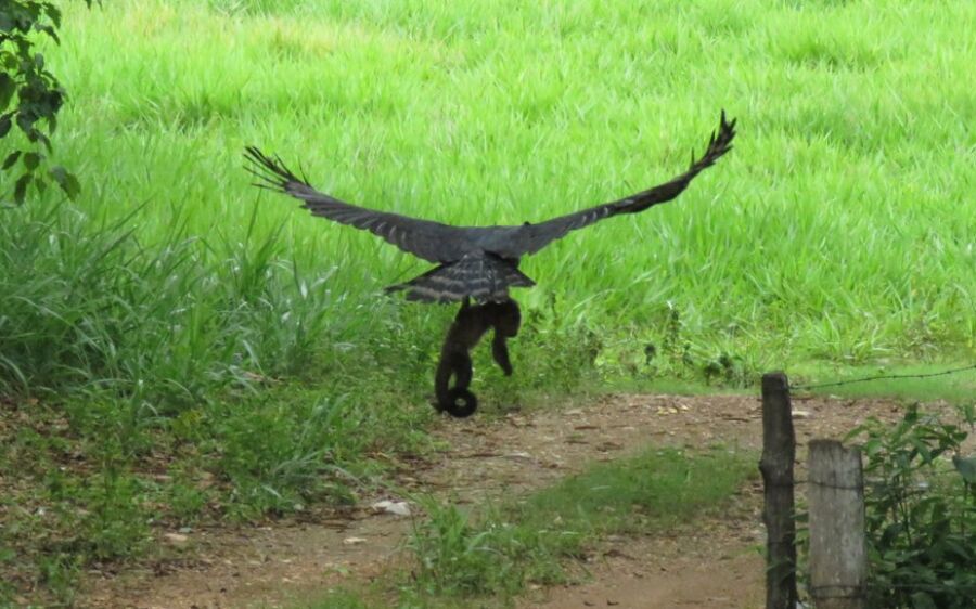 Maior águia das Américas é flagrada carregando macaco em MS