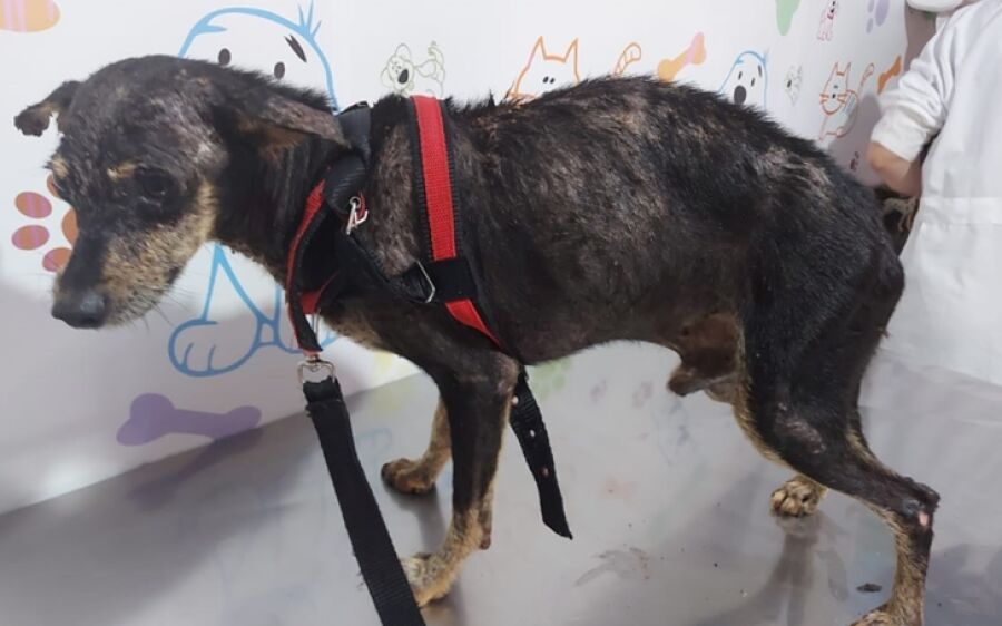 PMA prende homem por maus-tratos a cachorro encontrado desnutrido e ferido em São Gabriel