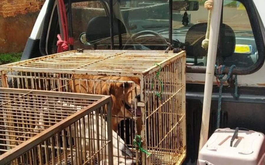 Após arrastar cachorro pela rua, idoso é preso em cidade de MS