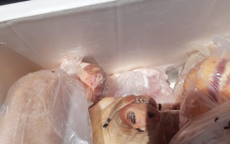 Açougue é interditado por vender produtos 'totalmente impróprios ao consumo humano' e dono é preso