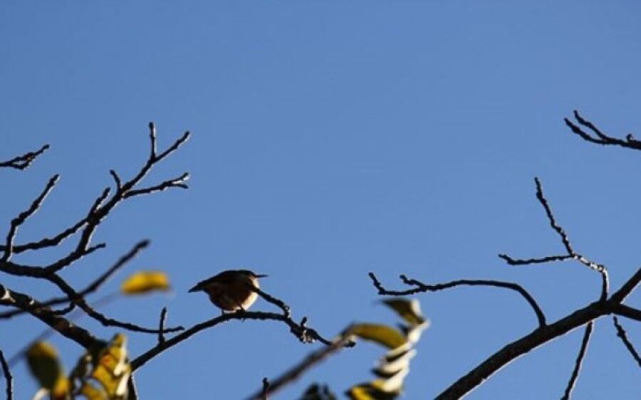 Predomínio de sol e temperaturas em elevação em Mato Grosso do Sul