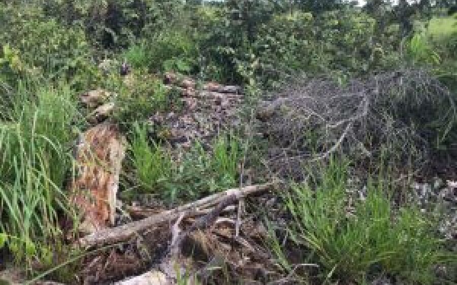 Polícia Militar Ambiental de São Gabriel autua infrator R$ 10 mil por desmatamento ilegal de área 