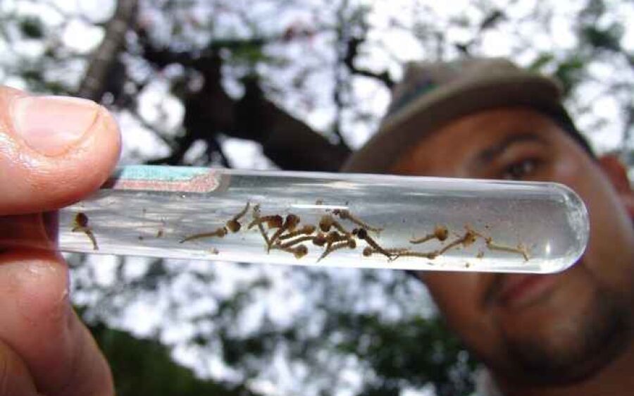 Corumbá registra 1º óbito por dengue e MS já tem duas vítimas da doença neste ano