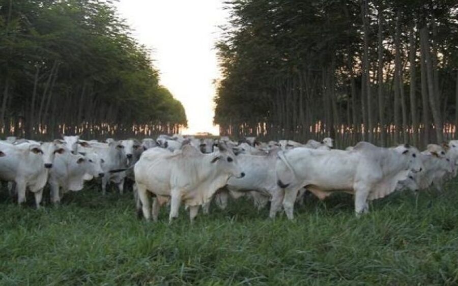 MS possui 3ª maior área agrícola financiada pelo Programa Agricultura de Baixo Carbono no país