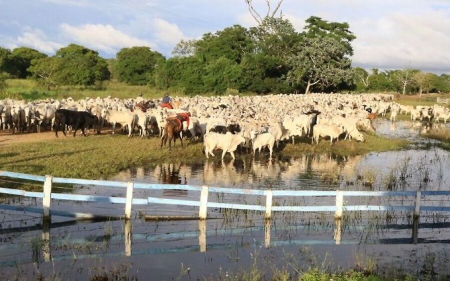 Pesquisadores de MS desenvolvem primeira vacina contra carrapato bovino 