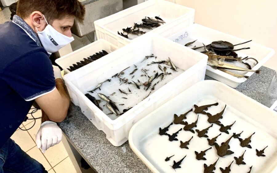 Fenômeno que matou peixes em rios do Pantanal não está relacionado às queimadas que atingiu bioma