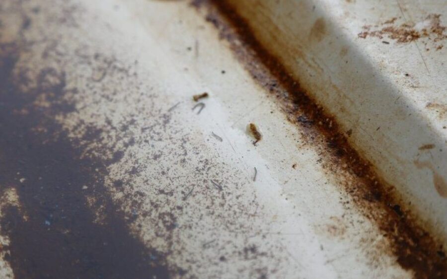 Com quase mil notificações em uma semana, MS atinge 2,7 mil casos confirmados de dengue