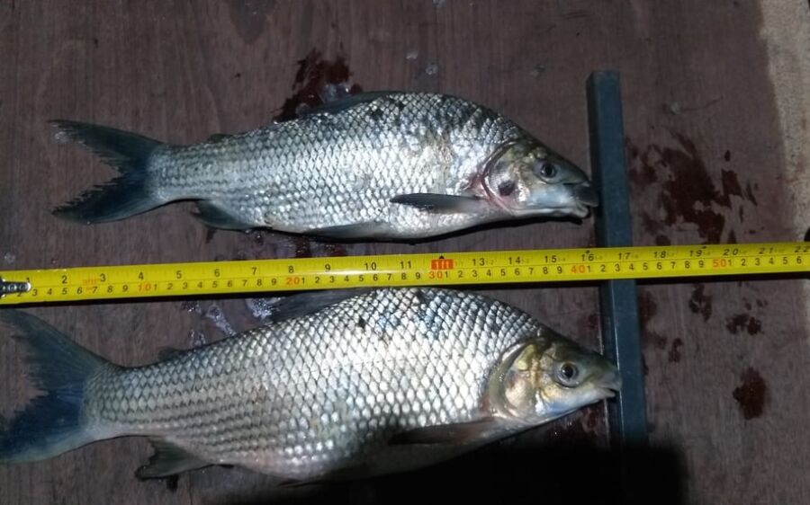Dupla é presa em flagrante ao montar acampamento e iniciar pesca ilegal em rio de MS