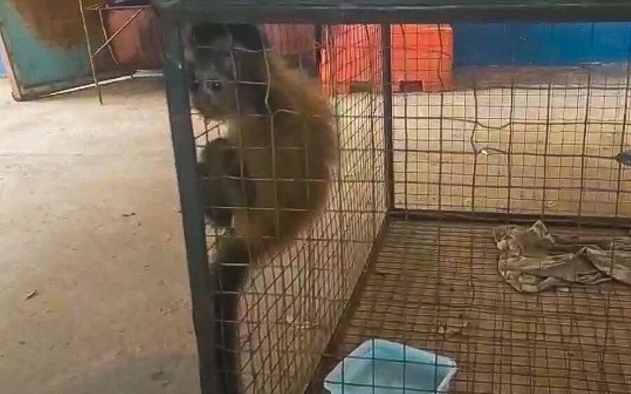 Filhote de macaco-prego é resgatado agarrado ao corpo de mãe morta em atropelamento em MS