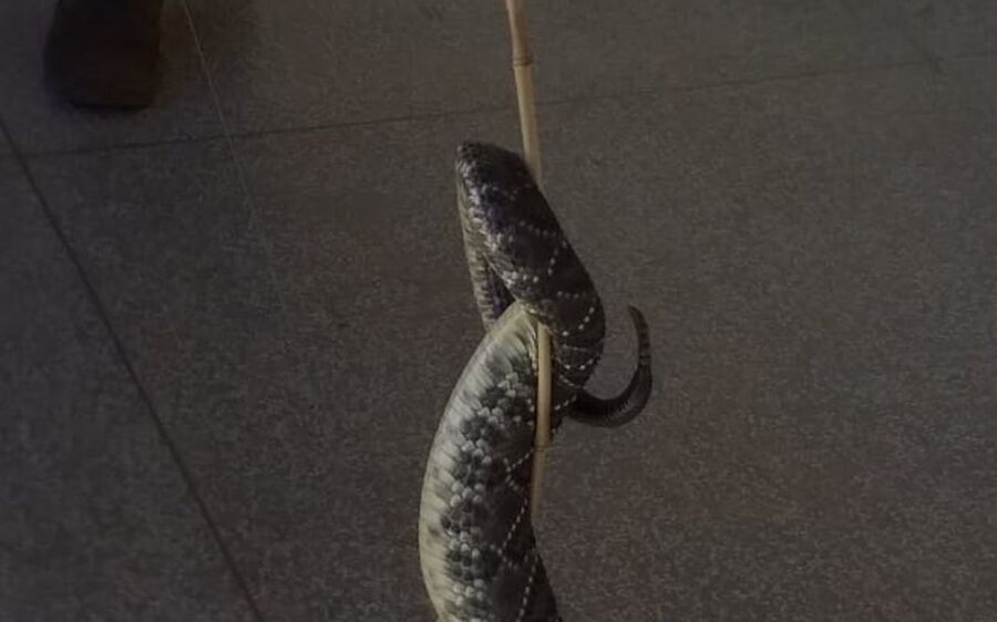Cobra cascavel de 1 metro é capturada por morador próximo a sala de aula em escola de MS