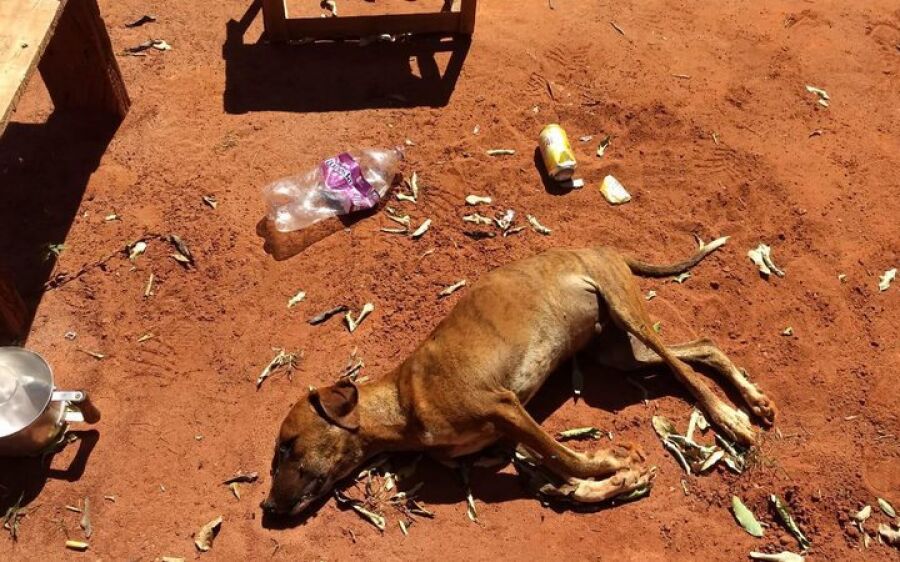 Cachorros e galinhas morrem de fome e sede ao serem abandonados trancados em casa