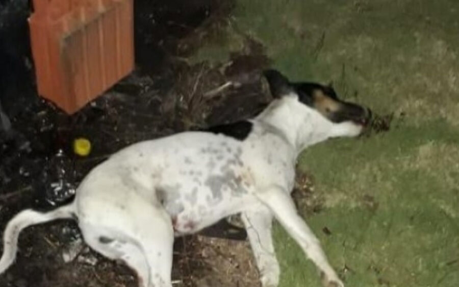 Para se vingar do irmão, homem mata cachorro a chutes