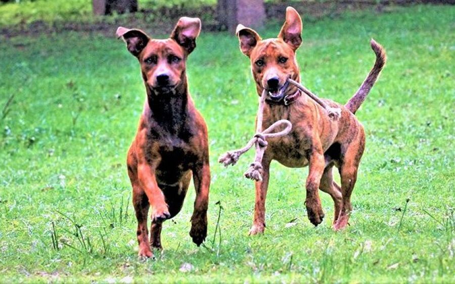 MS vai receber projeto piloto de encoleiramento em massa de cães para combater leishmaniose