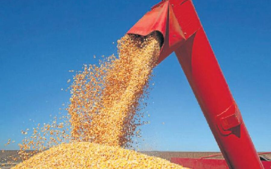 Saco do milho dobra de preço em Mato Grosso do Sul