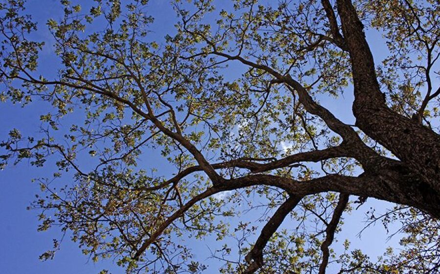 Última semana de outono será de tempo firme e temperaturas agradáveis em MS