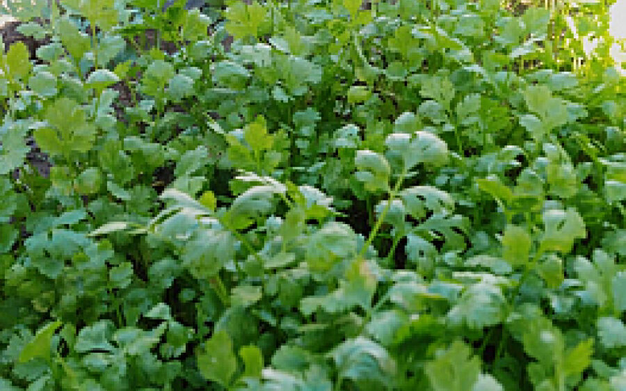 Horta do CRAS Senhor Divino já atendeu 20 famílias com verduras fresquinhas