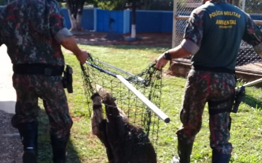 PMA captura tamanduá-bandeira ferido em pátio de escola e o solta em seu habitat