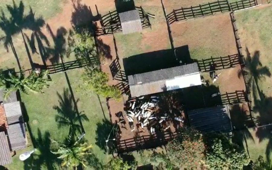 Fazendeiro e funcionários são presos durante operação contra furto de gado em MS