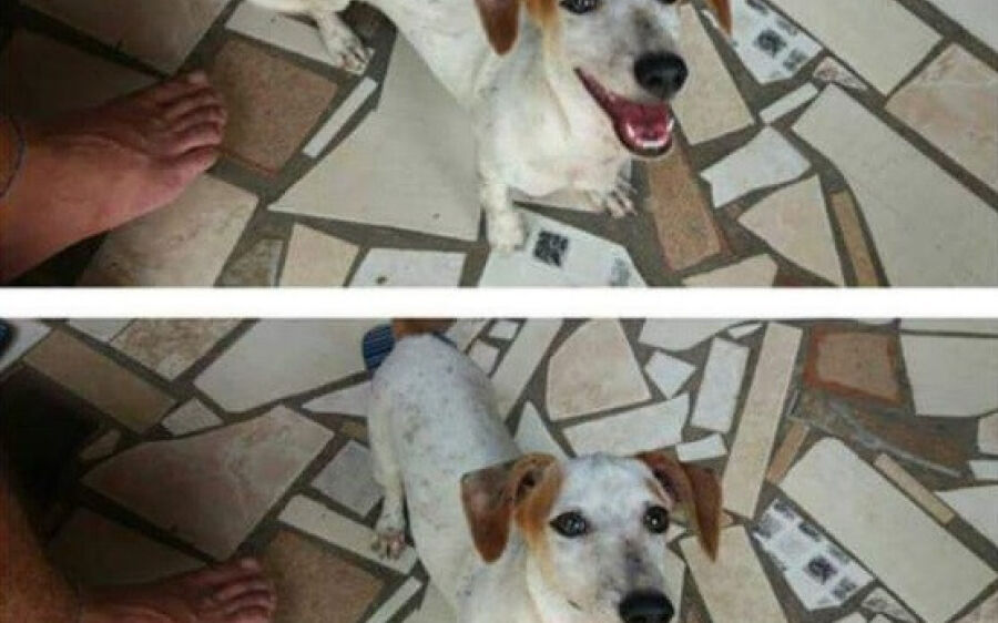 Família procura por cãozinho sumido há seis dias no Mendes Mourão