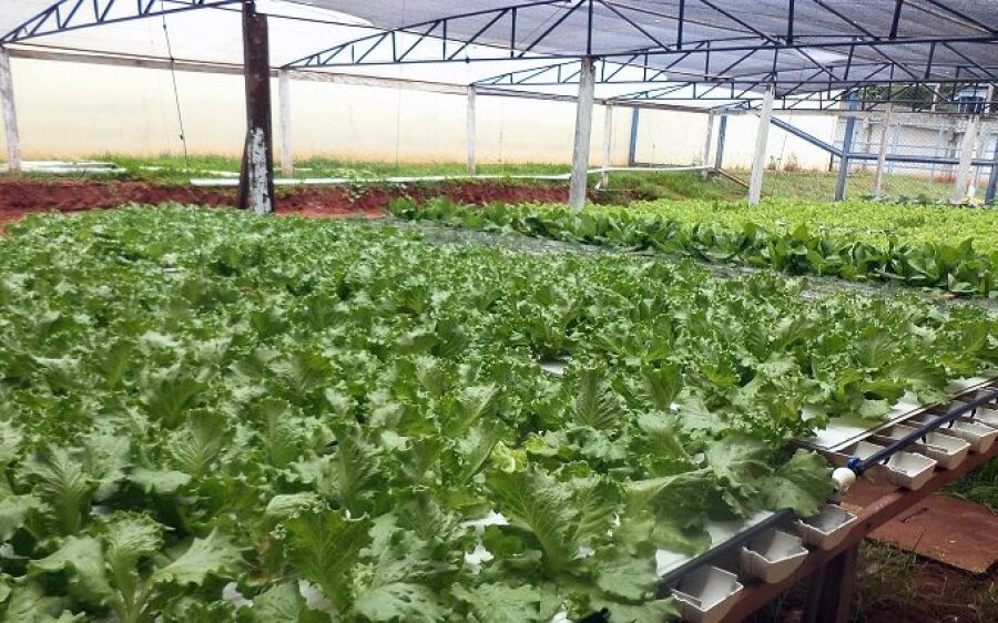 Programa de sustentabilidade consorciado em presídio da Agepen garante indicação ao Prêmio Innovare