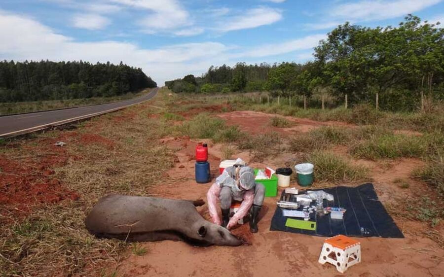 Antas estão morrendo e sendo afetadas por agrotóxicos utilizados no Cerrado de MS, aponta pesquisa