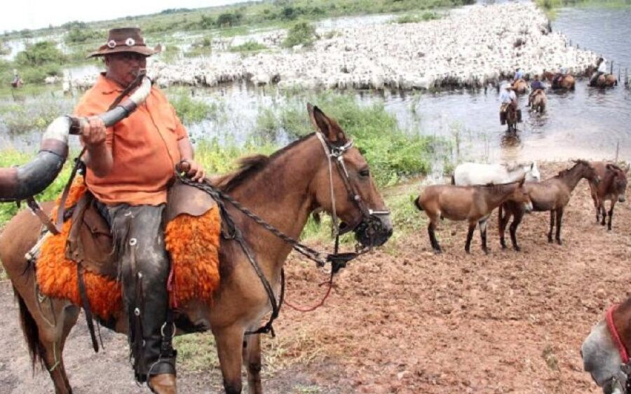 Apoio aéreo dos fazendeiros garantem a vacinação em massa no Pantanal de Corumbá