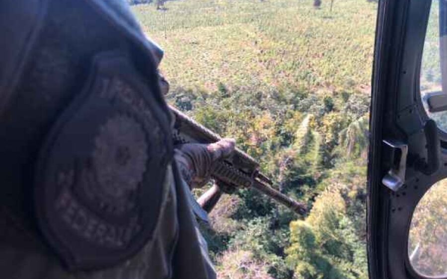 Operação na fronteira destrói 260 hectares de plantações de maconha em 10 dias