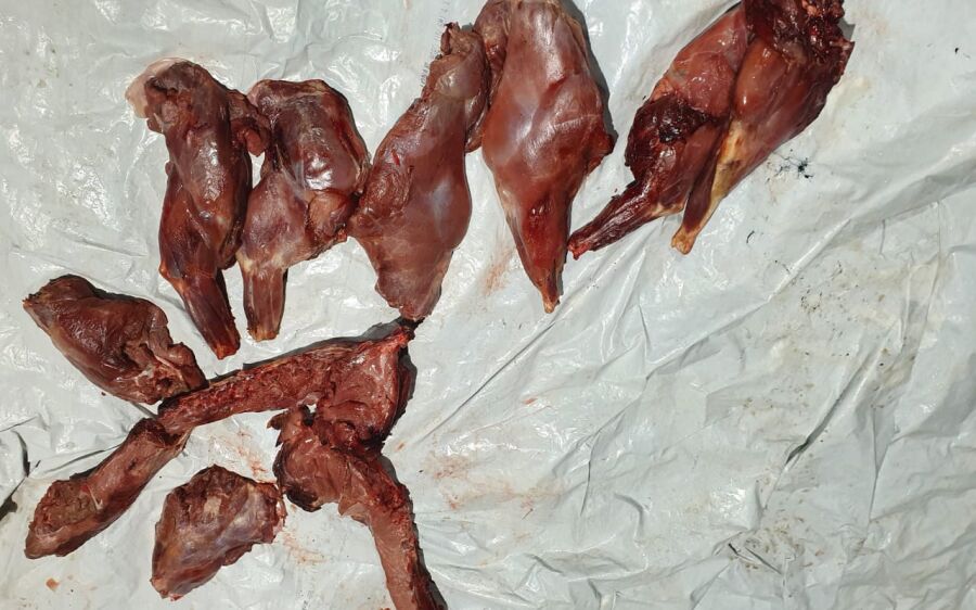 PMA de Coxim prende e autua infrator por transporte de 11 kg de carne  de animais silvestres