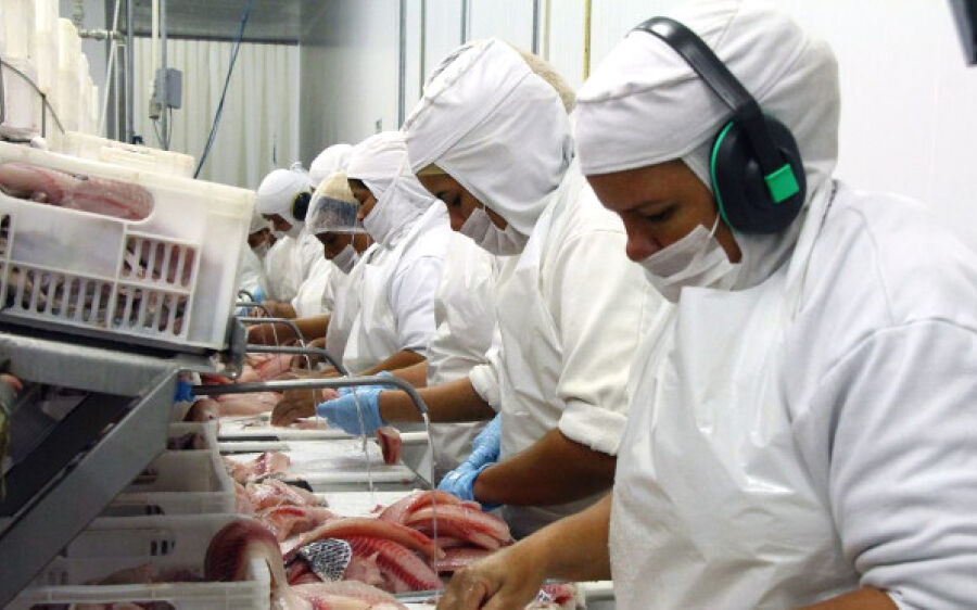 MS se mantém na liderança da exportação de tilápia no primeiro semestre de 2021