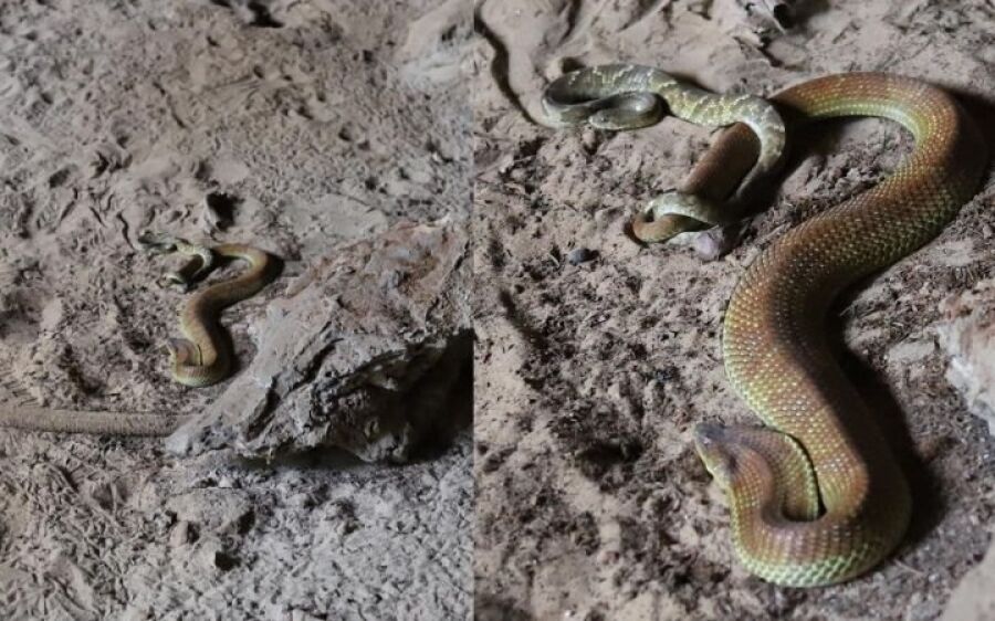 Trilheiros flagram casal de cobras Boipeva em gruta e registram evento raro em Alcinópolis