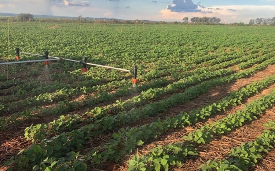 Soja produzida em campo experimental do IFMS será leiloada