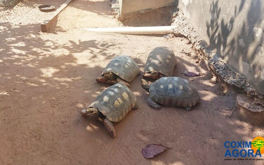 PMA autua fazendeiro por manter quatro jabutis adultos em cativeiro em Camapuã