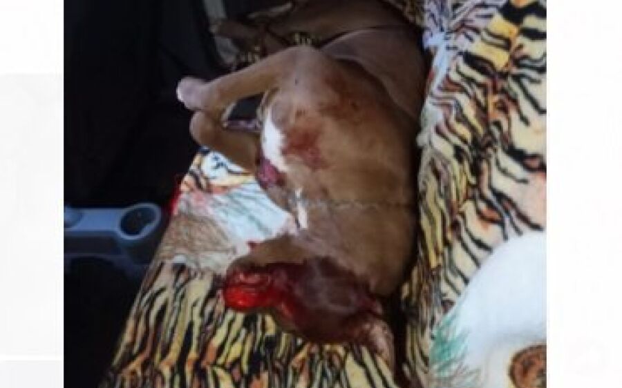 Jackeline era mantida em cárcere pelo marido que a matou com uma faca de cozinha