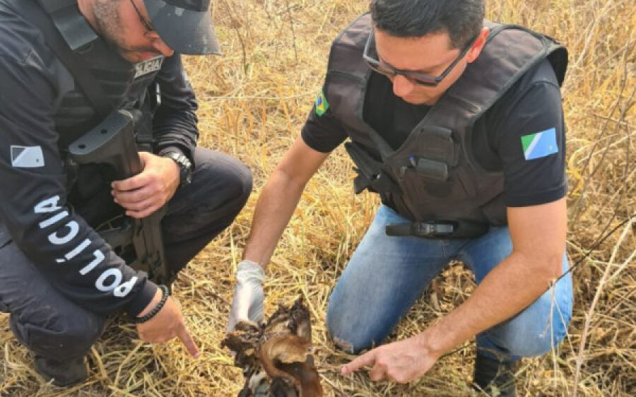 Policia civil de Alcinópolis realiza operação “Boi limpo” para desvendar Abigeatos na região
