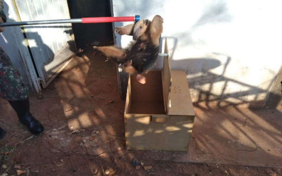 PMA captura tamanduá em residência no centro de Rio Negro e o solta em seu habitat