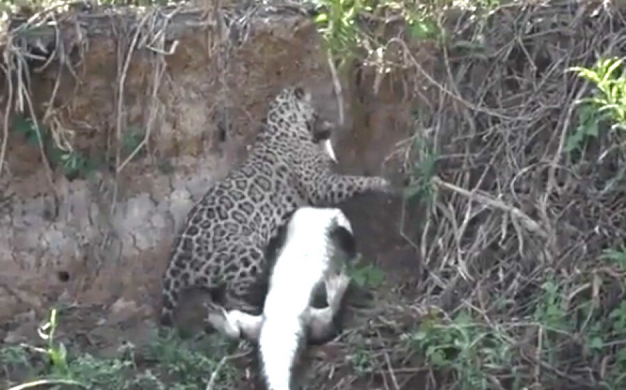 Ataque de onça-pintada a jacaré é gravado no Pantanal de MT