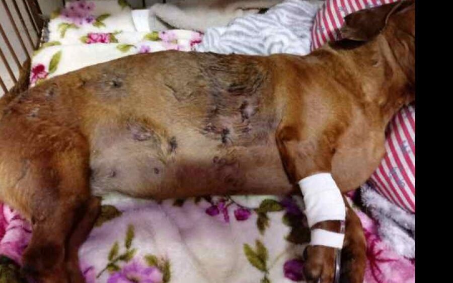Idoso é autuado após pitbulls atacarem mulher e matarem cadela com mordidas