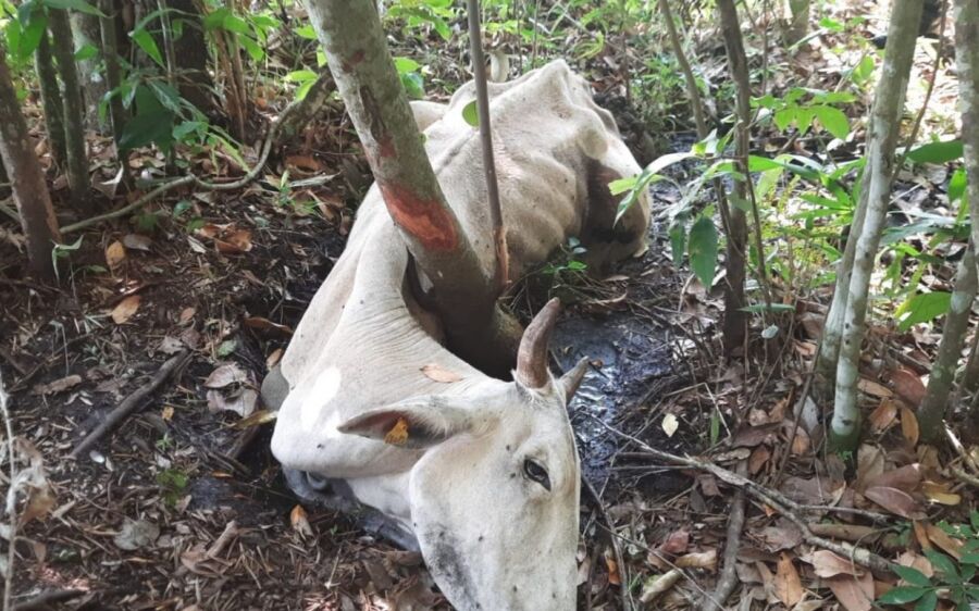 PMA autua fazendeiro devido a cabeças de gado mortas por falta de alimento em Figueirão