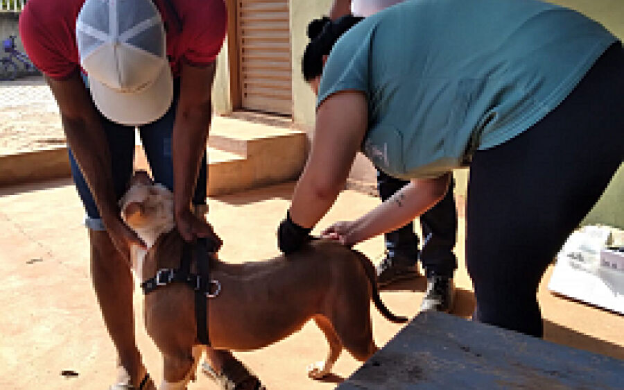 Sábado é dia de vacinar cães e gatos contra raiva