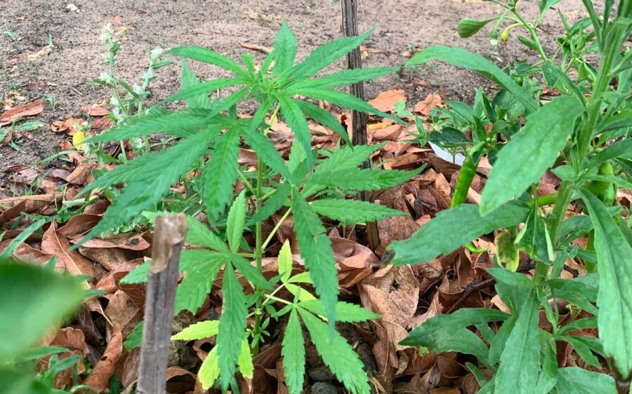 Polícia Militar prende homem em flagrante por tráfico de drogas ao plantar pés de maconha em Coxim