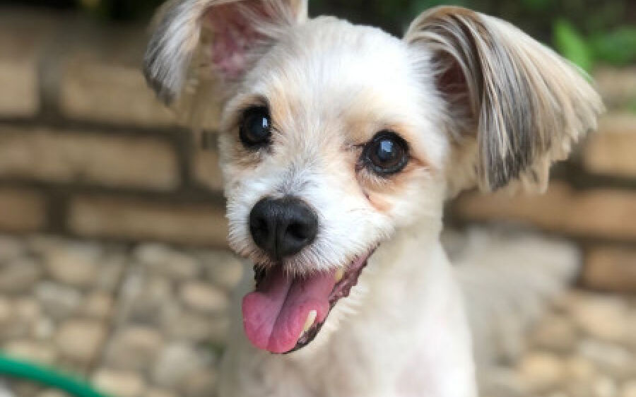 Jovem procura por poodle que desapareceu no Senhor Divino