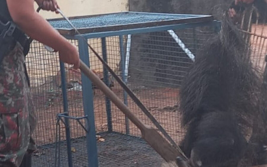 Tamanduá Bandeira é capturado em quintal de residência em Coxim