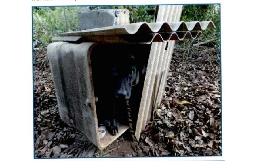 Dono de Faísca, que ficava acorrentado e sem água, inaugurou prisões por maus-tratos em MS