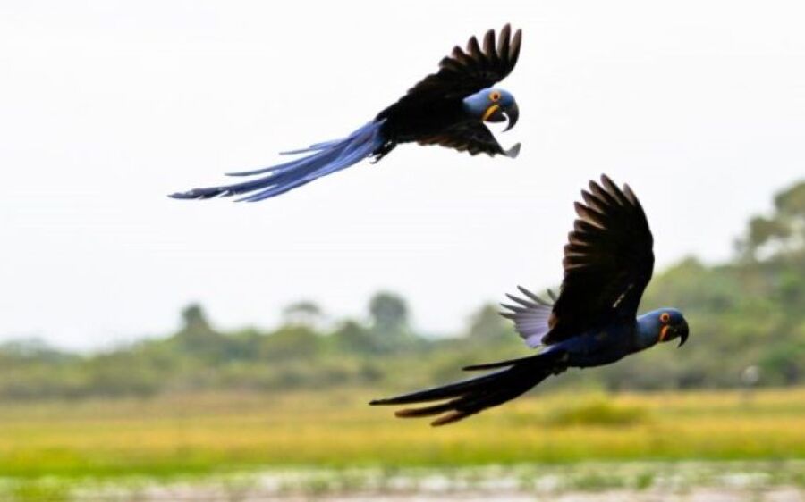 Feriado será de tempo nublado e chuvoso em Mato Grosso do Sul