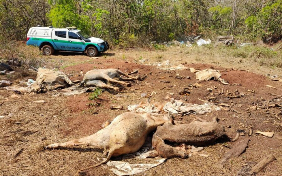 PMA autua paranaense por erosões assoreando córrego e por descarte de gado morto em área protegida