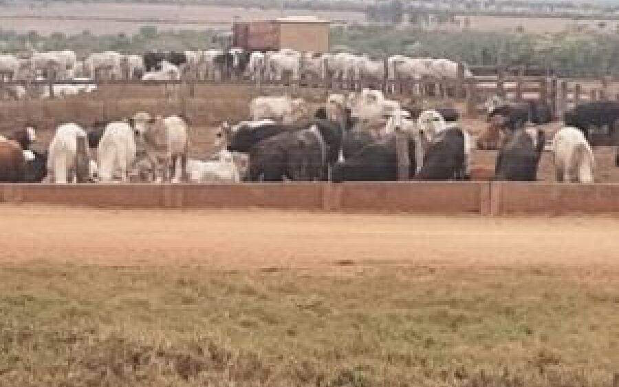 Falta de energia na zona rural preocupa produtores que veem animais padecerem sem água e ração
