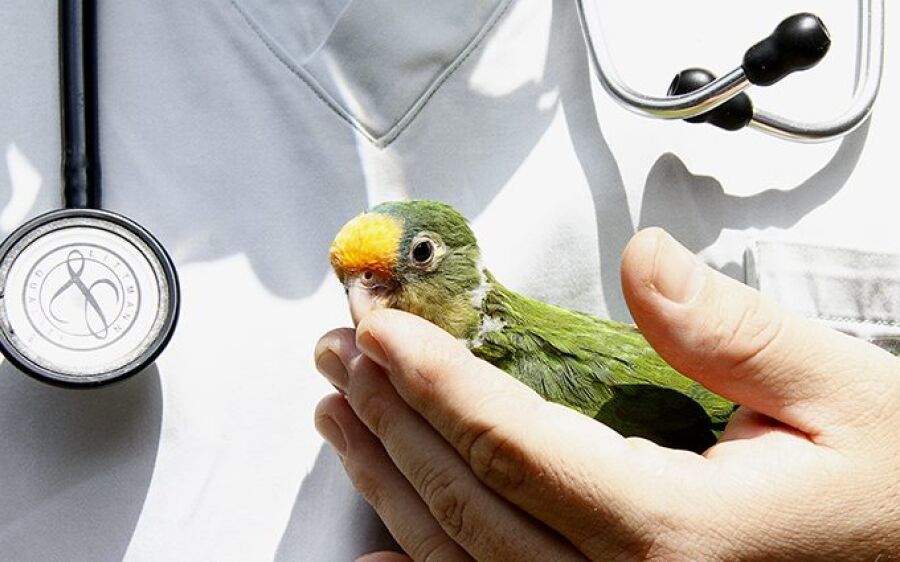 Tempestades aumentam em 40% número de animais silvestres levados para Centro de Reabilitação