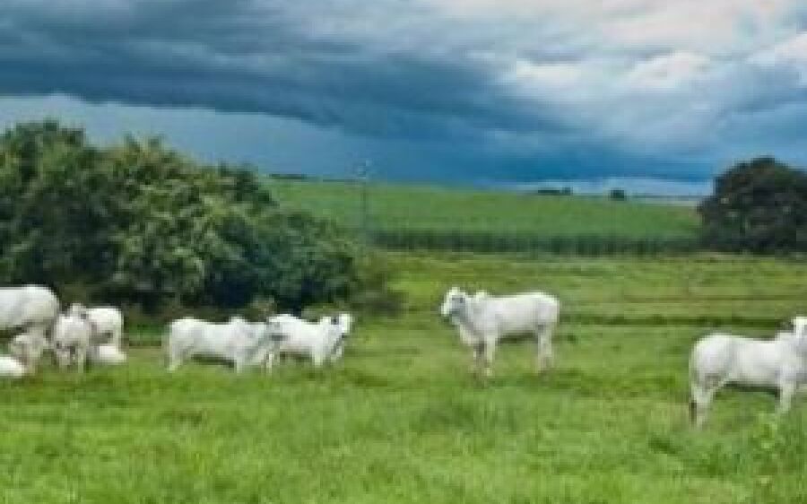Dupla que abatia bois para furtar a carne em fazenda de MS, são detidos por funcionários