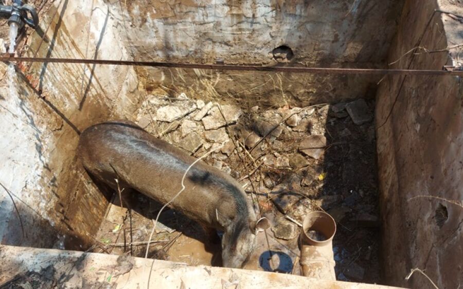 PMA resgata anta em fossa de posto de combustível, bugio ferido e ouriço em Coxim